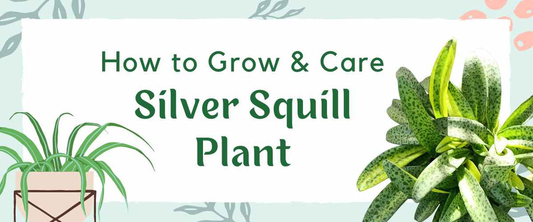 How to Grow and Care for Silver Squill Plant