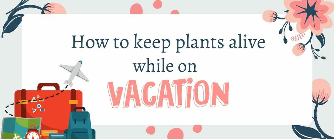 How to Keep Your Plants Alive While on Vacation  