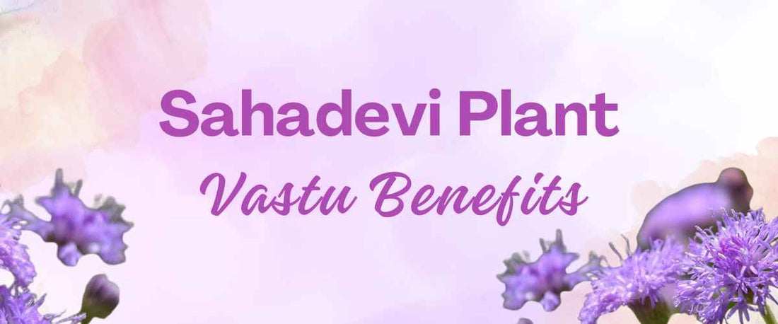 Sahadevi Plant Vastu Benefits