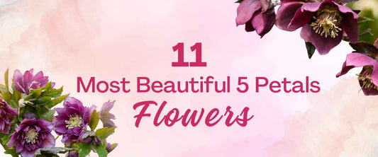 11 Most Beautiful 5-Petal Flowers