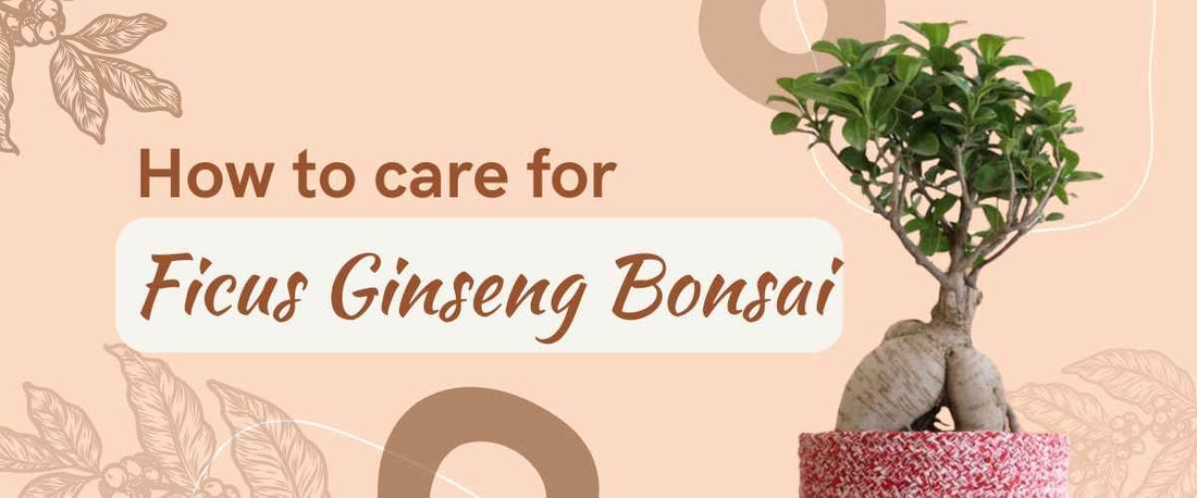 How to Grow and Care for Ficus Ginseng Bonsai