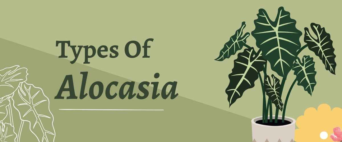 Types of Alocasia