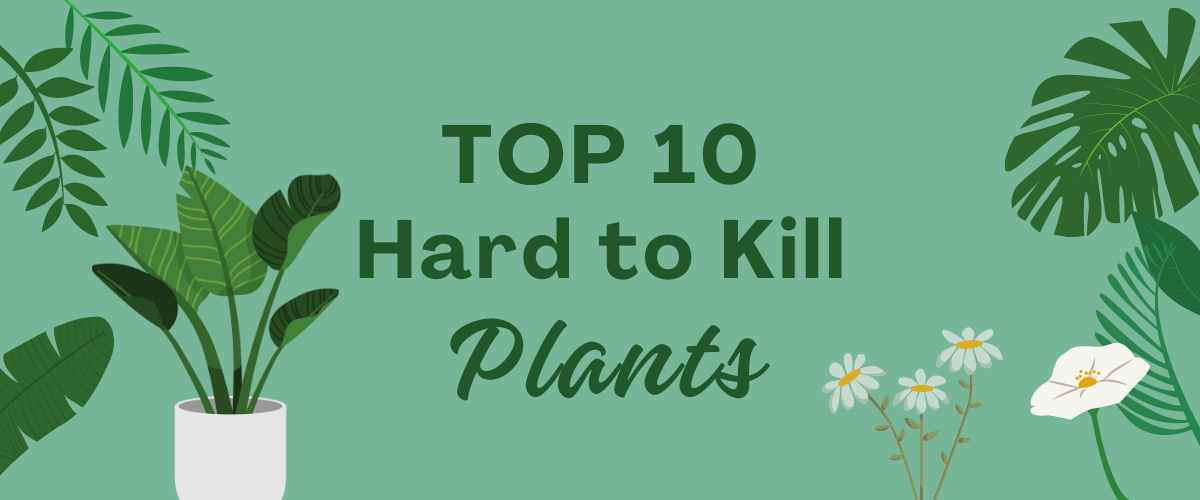 Top 10 Hard to Kill Indoor Plants – Greenkin