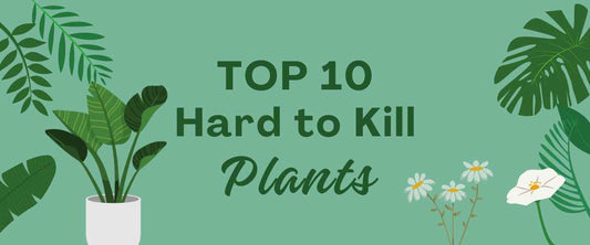 Top 10 Hard to Kill Indoor Plants