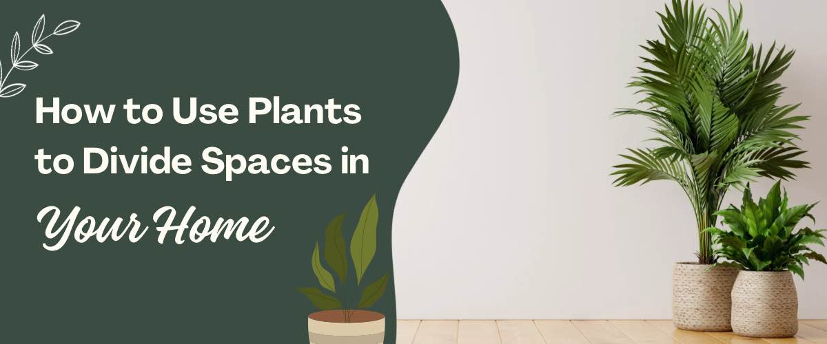 11 Best Indoor Plants For Oxygen: Oxygen-Producing Plants – Greenkin