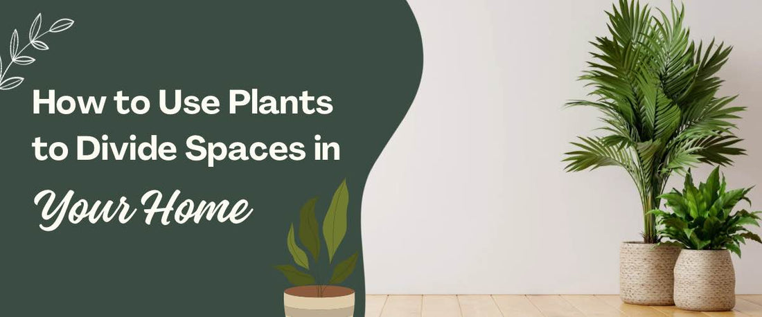 How to Use Plants to Divide Spaces in Your Home