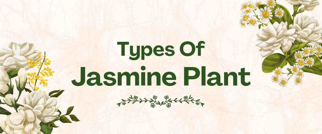 Types of Jasmine Plant