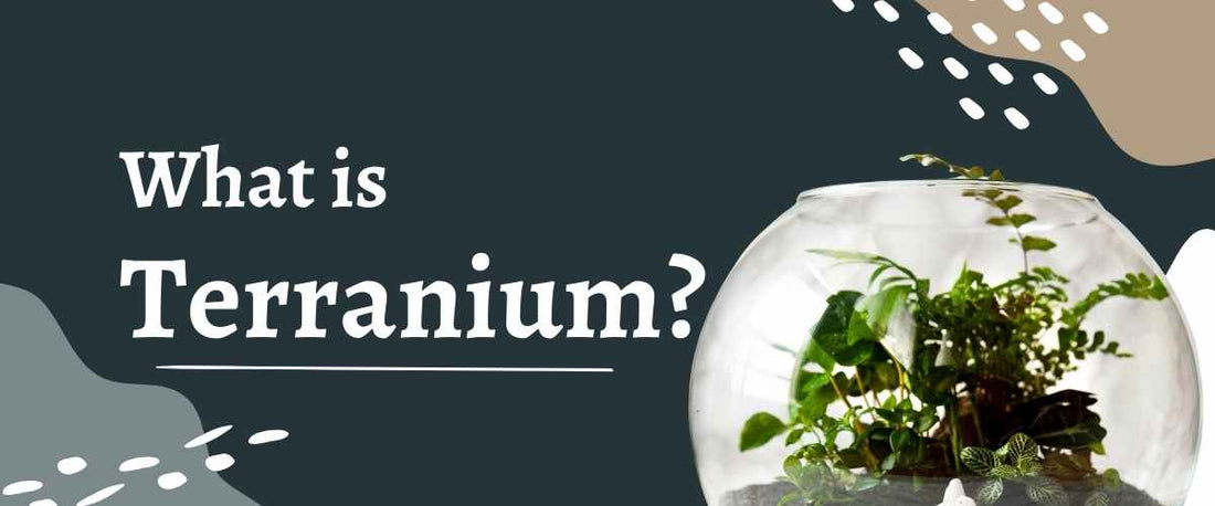 A Complete Guide: What is a Terrarium? 