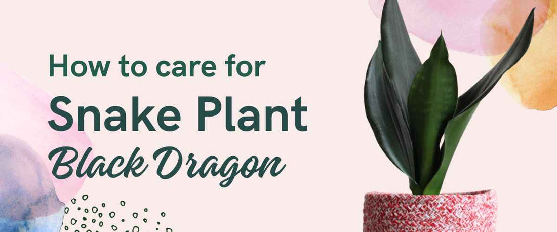 How to Care for Snake Plant Black Dragon