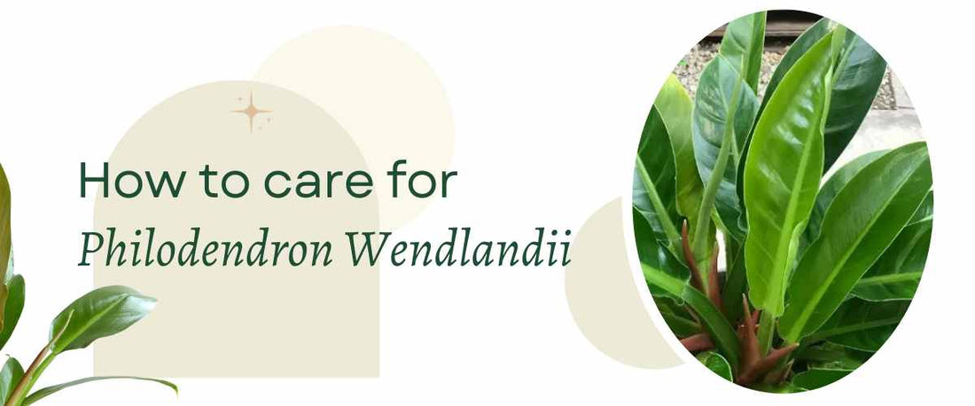 How to Care for Philodendron Wendlandii