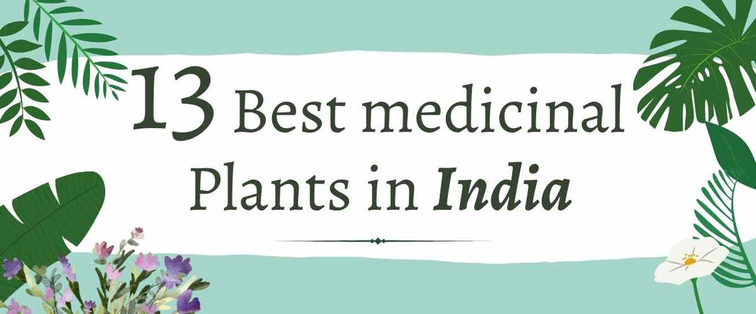 13 Best Medicinal Plants of India