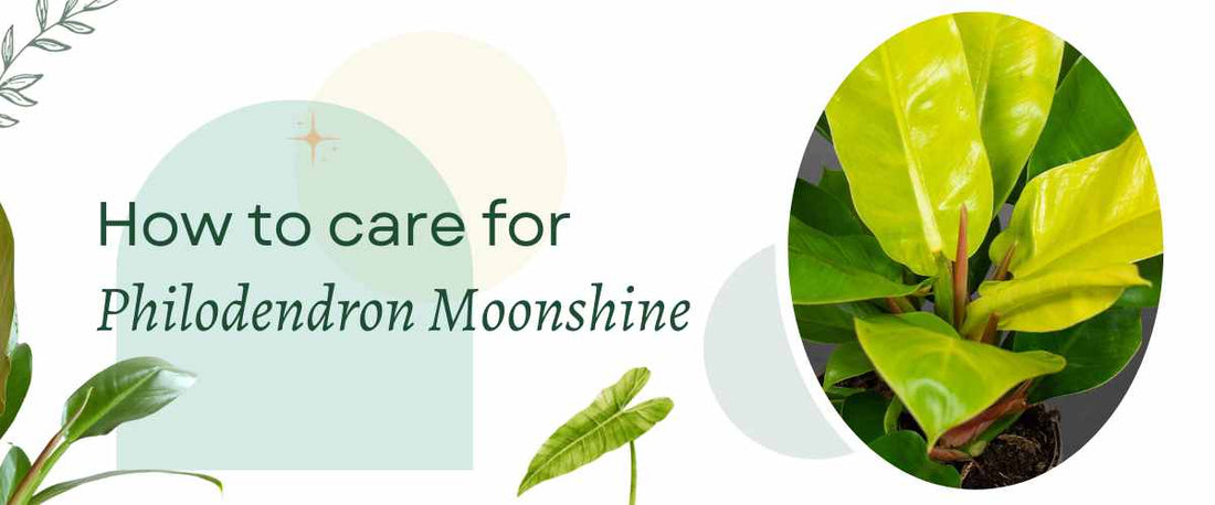 Philodendron Moonshine Care Guide