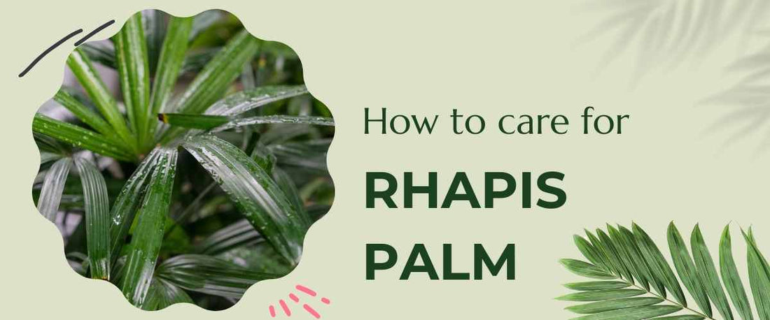 How to Care for Rhapis Palm