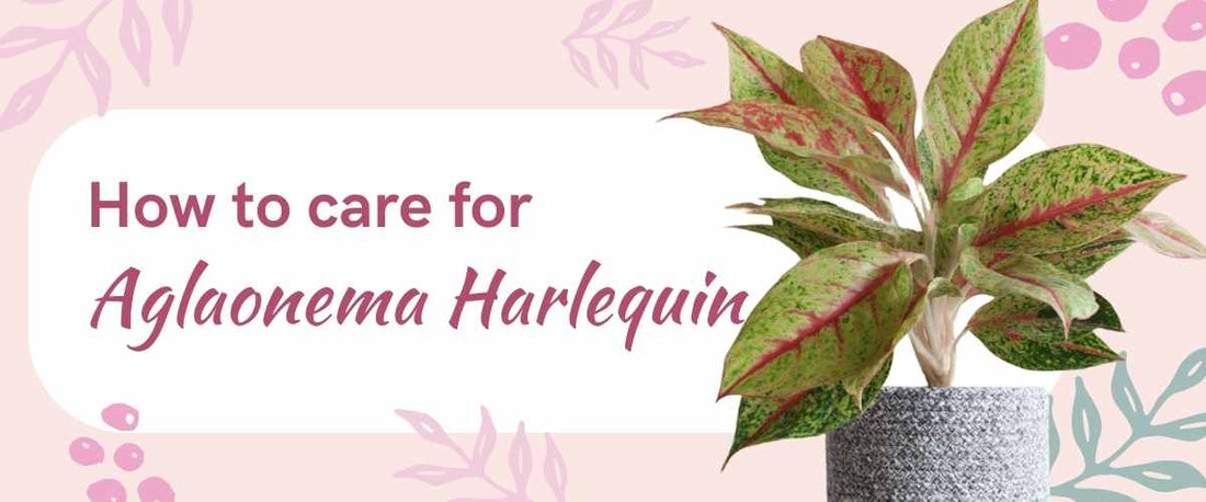 How to Care for Aglaonema Harlequin
