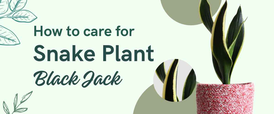 How to Care for Snake Plant Black Jack