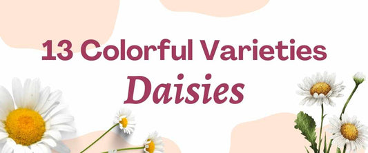 13 Colorful Verities of Daisies