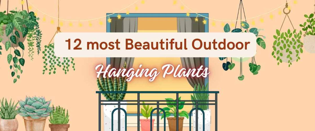 12 Most Beautiful Outdoor Hanging Plants