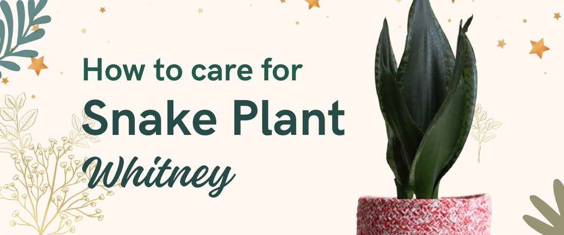 How to Care for Snake Plant Whitney