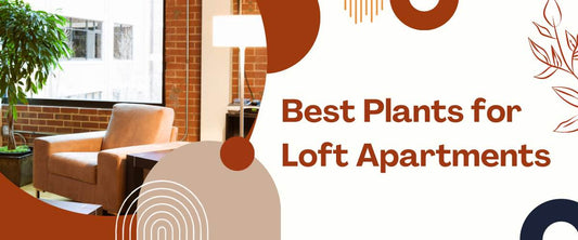 Best Plants for Loft Apartments