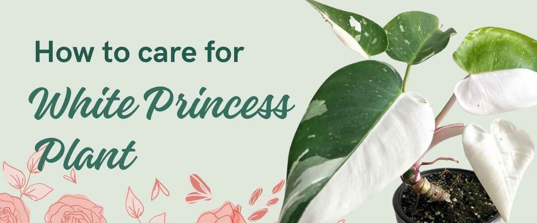 White Princess Plant Care Guide