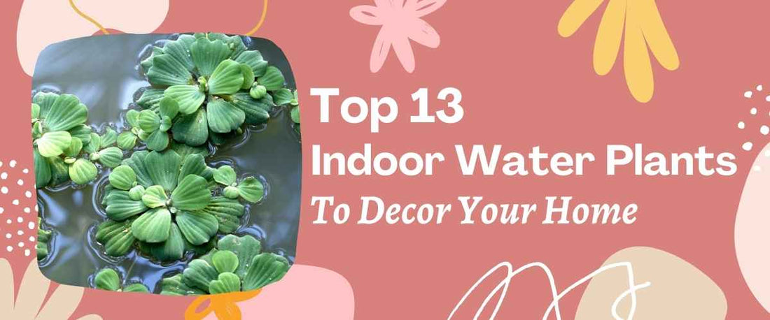 Top 13 Indoor Water Plants to Decor Your Home 