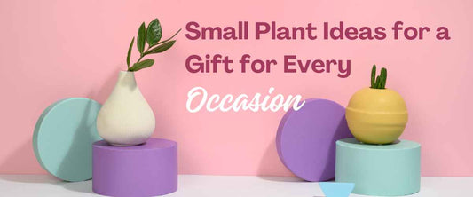 Small Plant Ideas for a gift to Every Occasion