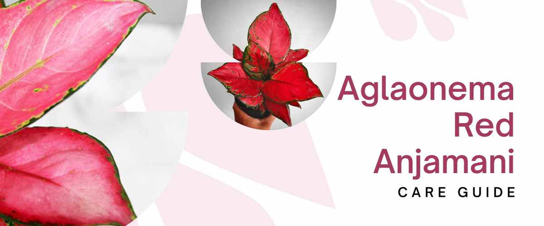 Aglaonema Red Anjamani Care Guide