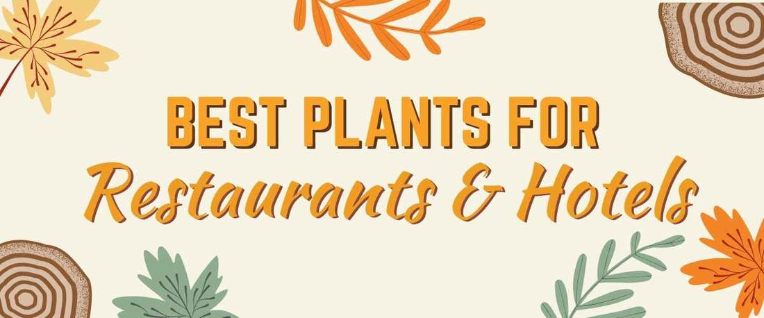 The Best Plants for Restaurants and Hotels