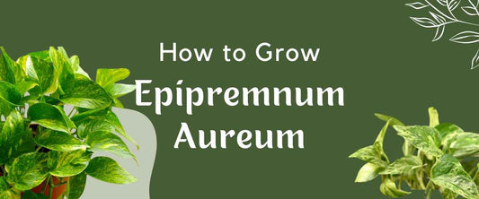 How to Care for Epipremnum Aureum?