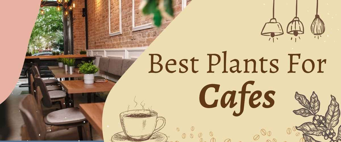 Best Plants for Cafes 