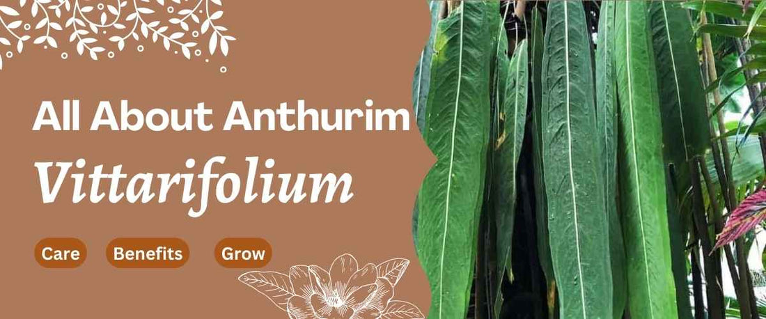 All About Anthurium Vittarifolium Plant: Grow, Care Guide