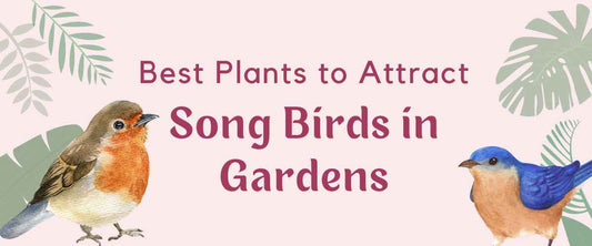 Best plants to attract Songbirds in your Garden