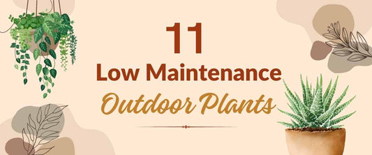 11 Easy to Care Outdoor Plants