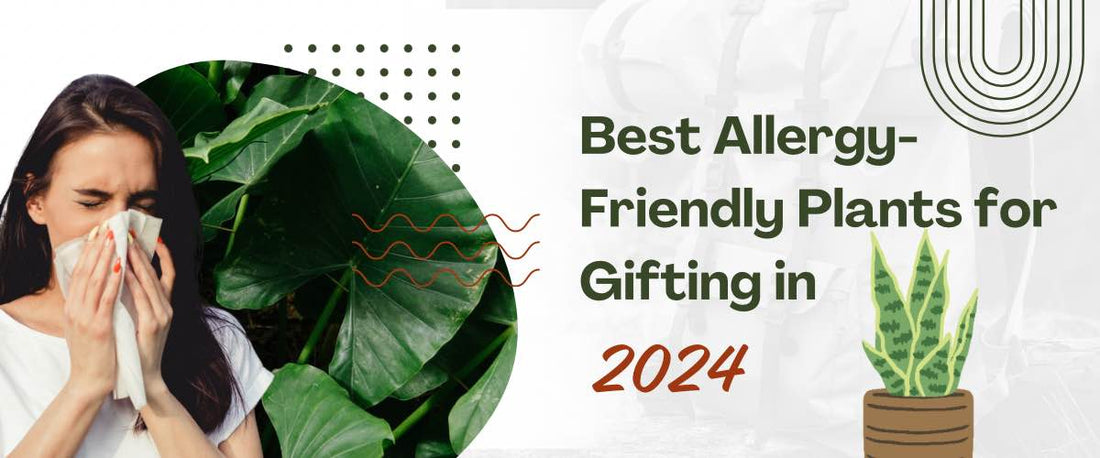 Best Allergy-Friendly Plants for Gifting in 2024