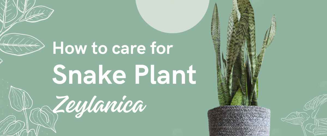 How to Care for Snake Plant Zeylanica