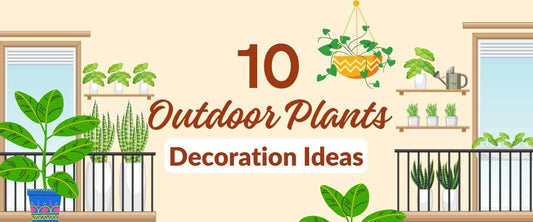 10 Outdoor Plant Decoration Ideas with Decorative Plants