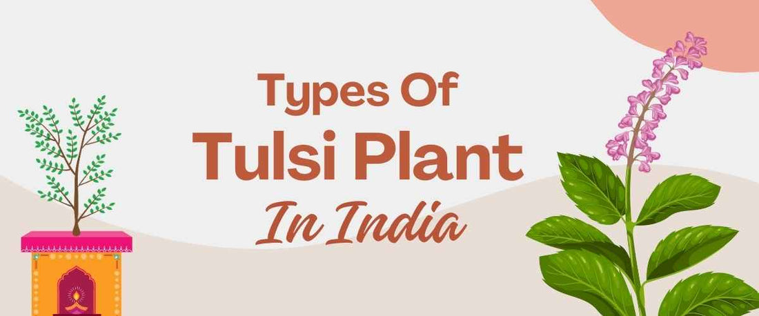 Types of Tulsi Plants in India