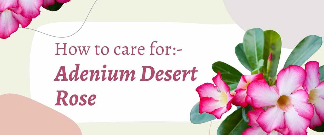 Adenium Desert Rose Care Guide