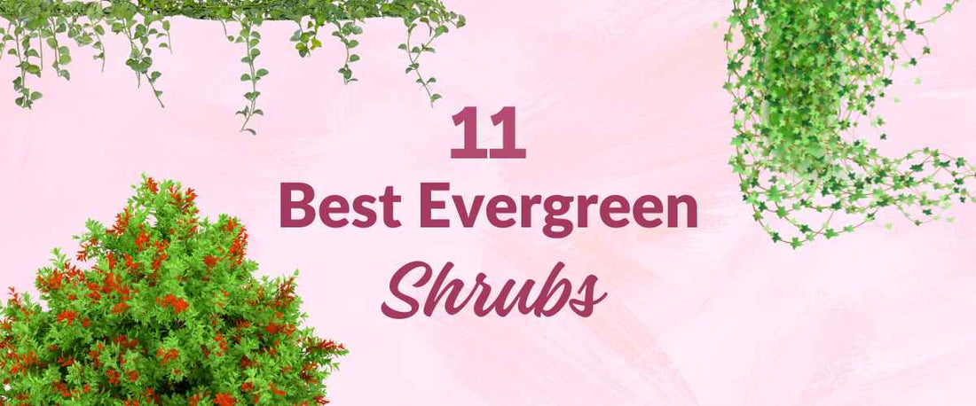 11 Best Evergreen Shrubs in India