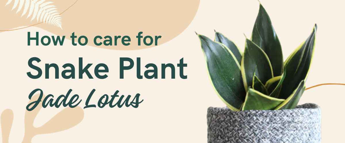 How to Care for Snake Plant Jade Lotus