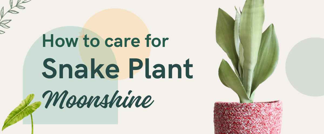 How to Care for Snake Plant Moonshine