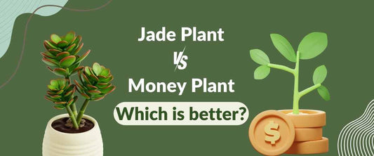 Jade Plant vs Money Plant: Which Is Better?