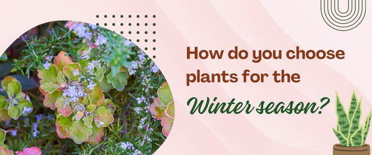 How do you choose plants for the winter season?