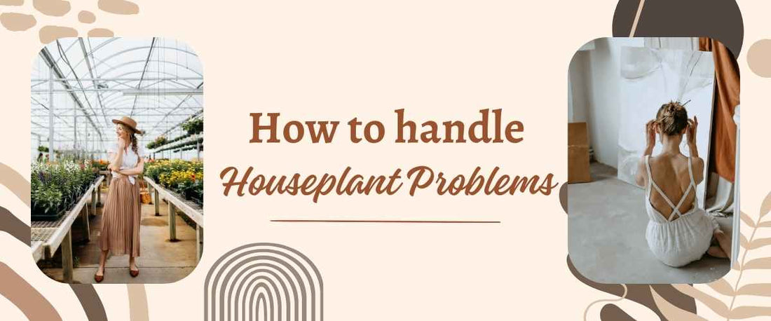 How to Handle Houseplant Problems?