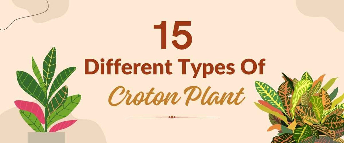 15 Different Types of Croton Plant