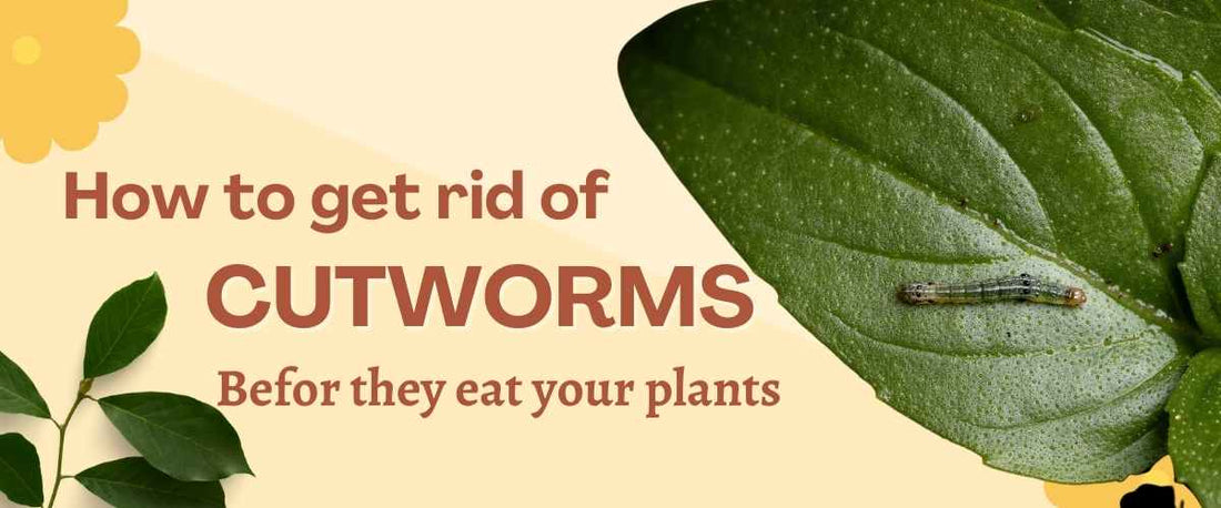 Tips on How to Get Rid of Cutworms Before They Eat Your Seedlings