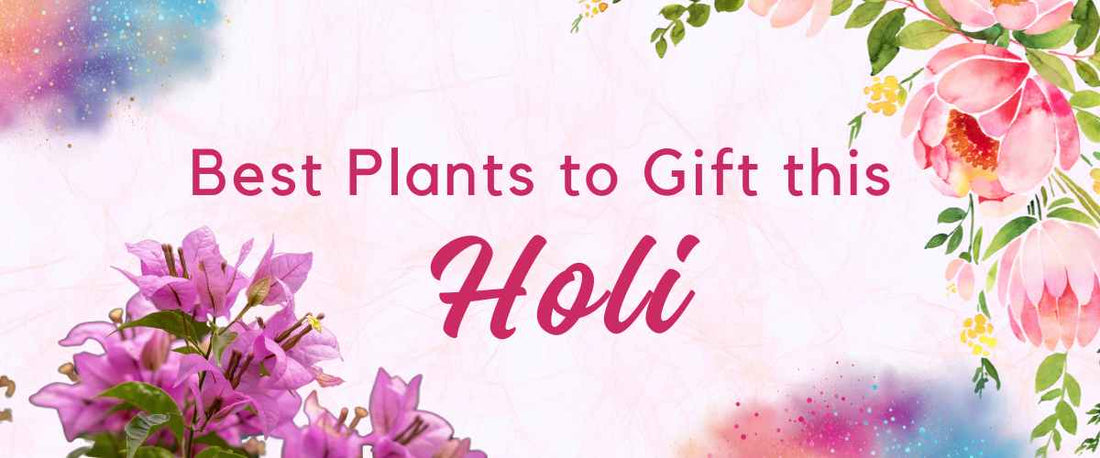 Best Plants to Gift on This Holi 2024