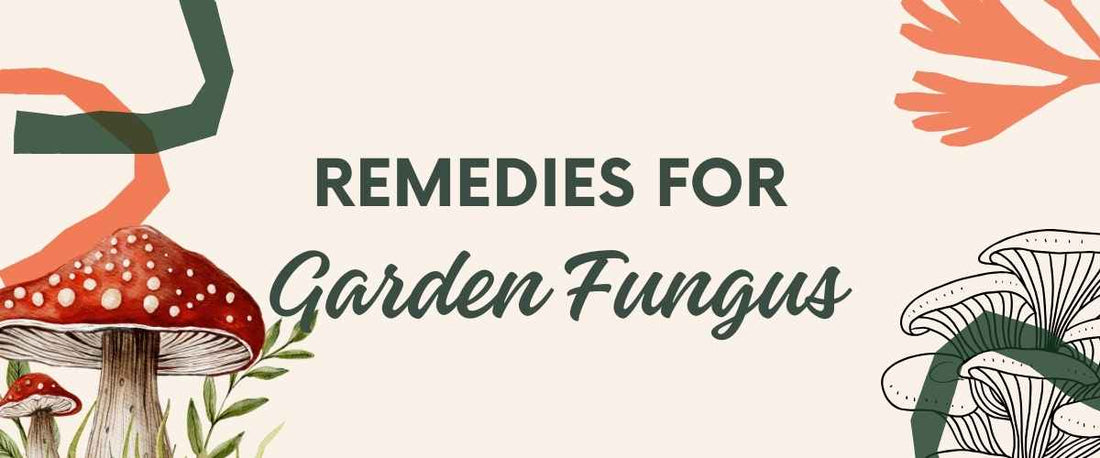 Remedies To Remove Fungus From Gardens