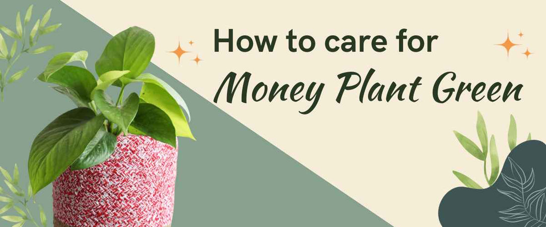 How to Care for Money Plant Green