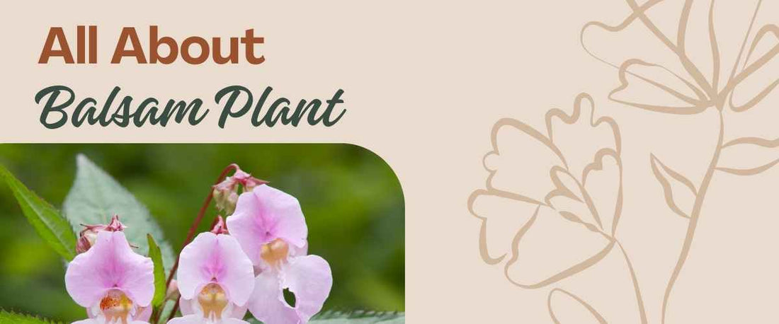 All About the Balsam Plant